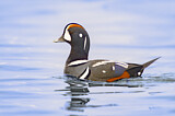 Image. Harlequin Duck