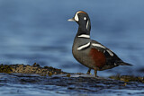 Image. Harlequin Duck