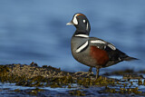 Image. Harlequin Duck