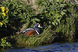 Image. Harlequin Duck
