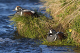 Image. Harlequin Duck