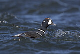 Image. Harlequin Duck