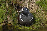 Image. Harlequin Duck