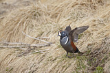 Image. Harlequin Duck