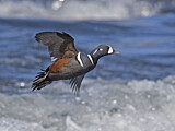 Image. Harlequin Duck