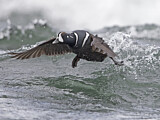 Image. Harlequin Duck