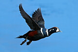 Image. Harlequin Duck