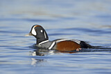Image. Harlequin Duck