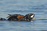 Image. Harlequin Duck