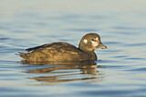 Image. Harlequin Duck