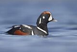 Image. Harlequin Duck