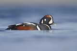 Image. Harlequin Duck