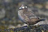 Image. Harlequin Duck