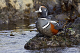 Image. Harlequin Duck