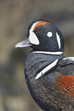 Image. Harlequin Duck