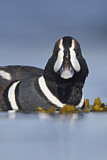 Image. Harlequin Duck
