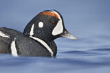 Image. Harlequin Duck