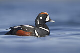 Image. Harlequin Duck
