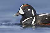 Image. Harlequin Duck