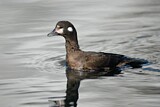 Image. Harlequin Duck