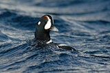 Image. Harlequin Duck
