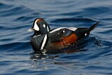 Image. Harlequin Duck