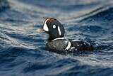 Image. Harlequin Duck