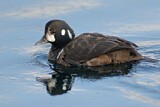 Image. Harlequin Duck