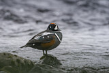Image. Harlequin Duck