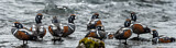 Image. Harlequin Duck