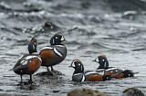 Image. Harlequin Duck