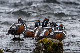 Image. Harlequin Duck