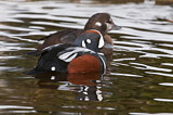 Image. Harlequin Duck
