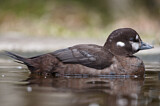 Image. Harlequin Duck