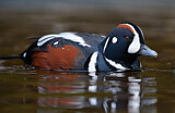 Image. Harlequin Duck