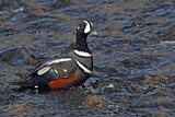 Image. Harlequin Duck