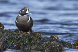 Image. Harlequin Duck