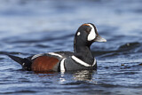 Image. Harlequin Duck