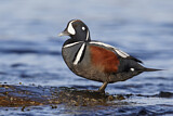 Image. Harlequin Duck