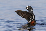 Image. Harlequin Duck