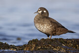 Image. Harlequin Duck