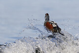 Image. Harlequin Duck