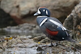Image. Harlequin Duck