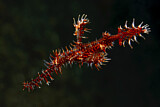 Image. Harlequin Ghost Pipefish