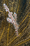 Image. Harlequin Ghost Pipefish