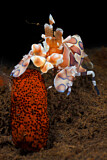 Image. Harlequin Shrimp