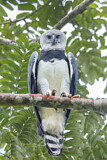 Image. Harpy Eagle