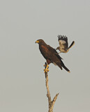 Image. Harris's Hawk & Northern Mockingbird