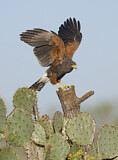 Image. Harris's Hawk