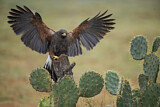Image. Harris's Hawk